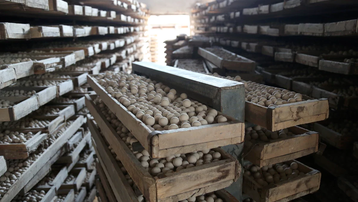 Ceramic Balls Drying